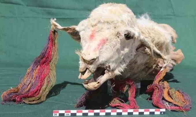 Xác ướp lạc đà nguyên vẹn chôn từ 500 năm trước