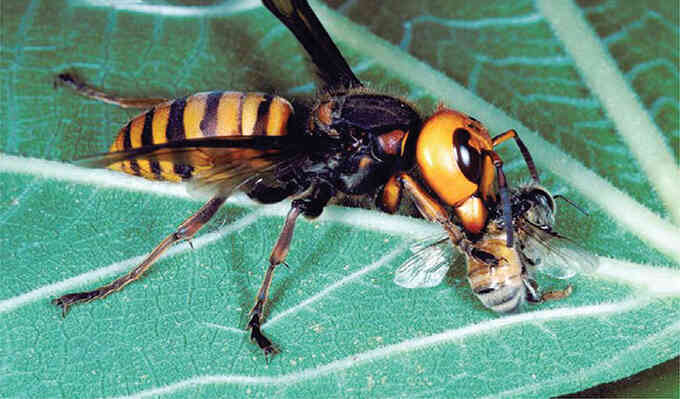 Tìm thấy tổ ong bắp cày sát thủ đầu tiên ở Mỹ