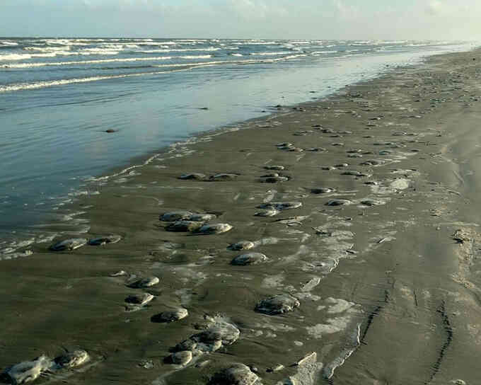 Hàng nghìn sứa biển dạt bờ chưa rõ nguyên nhân