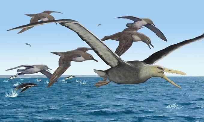 Hóa thạch cổ nhất của chim khổng lồ sải cánh 6,4 m