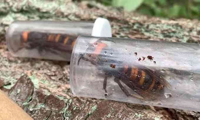 Bắt ong chúa của tổ ong bắp cày sát thủ đầu tiên ở Mỹ