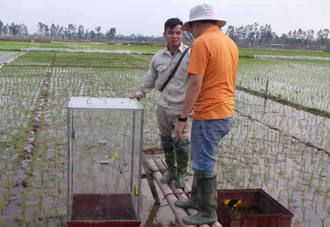 Tăng năng suất lúa nhờ công nghệ quản lý nước mặt ruộng