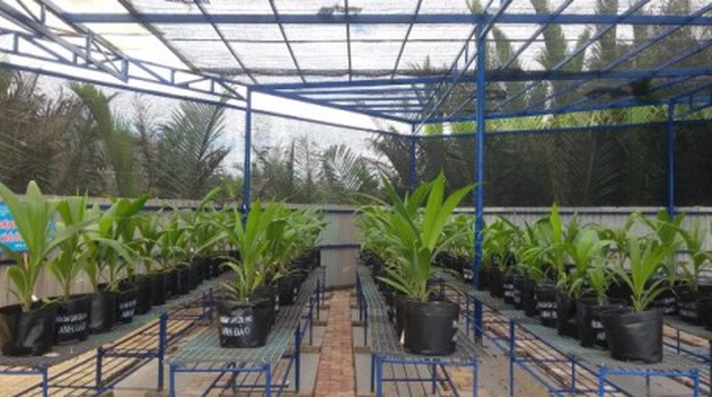 Sản xuất giống dừa sáp bằng công nghệ nuôi cấy cứu phôi