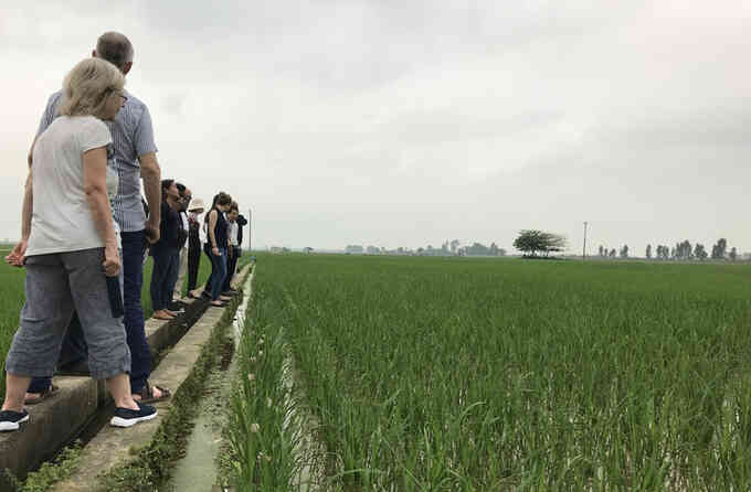 Tìm nguồn gene lúa thích ứng với biến đổi khí hậu