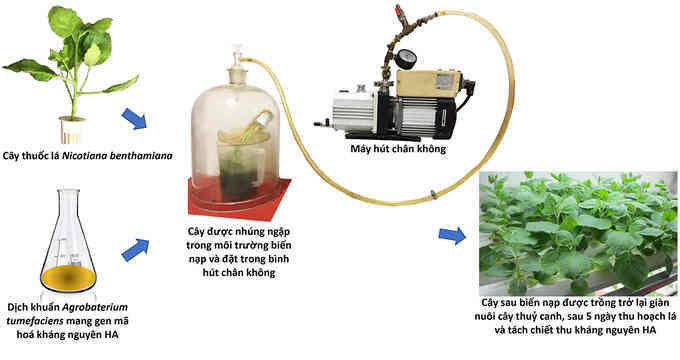 Dùng cây thuốc lá để sản xuất kháng nguyên virus cúm A/H5N1