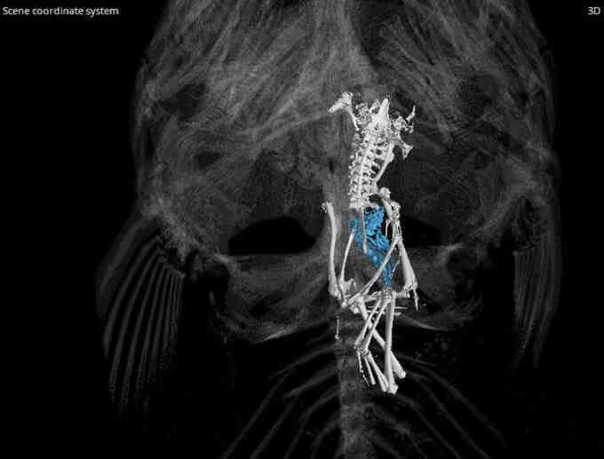 Ếch bị cá lớn nuốt chửng sau khi ăn thịt cá bé