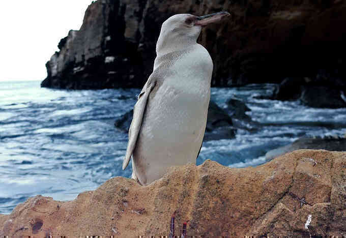 Phát hiện chim cánh cụt trắng đầu tiên ở Galapagos
