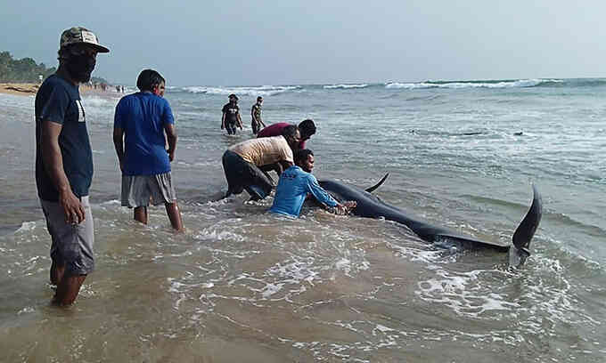 Cá voi mắc cạn nhiều kỷ lục ở Sri Lanka