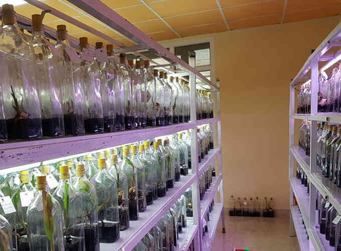 Công nghệ nuôi cấy cứu phôi 
