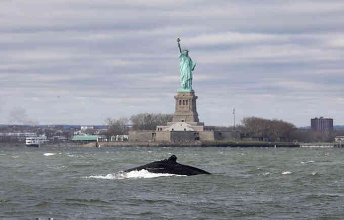 Cá voi lưng gù xuất hiện trên sông New York