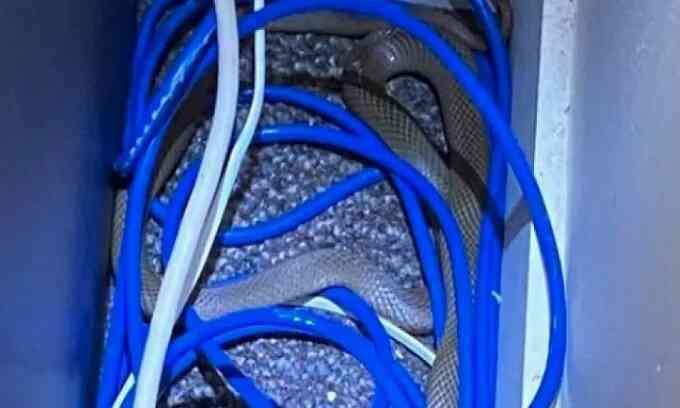 Rắn độc liên tiếp bò vào trường học