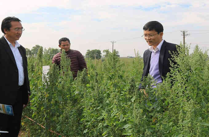 Nhà khoa học Việt tìm cách trồng diêm mạch trong vùng hạn mặn