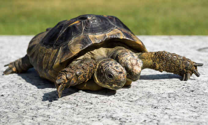 Rùa hai đầu sống lâu nhất thế giới