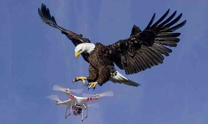 Đại bàng tấn công drone xâm phạm lãnh thổ