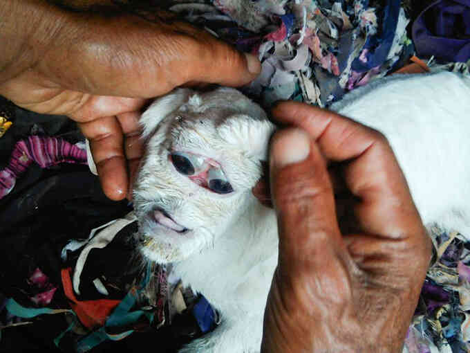 Cừu đột biến với hai nhãn cầu trong cùng hốc mắt