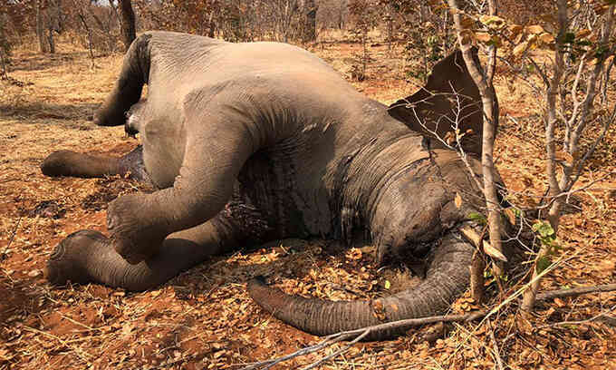 12 con voi chết không rõ nguyên nhân ở Zimbabwe
