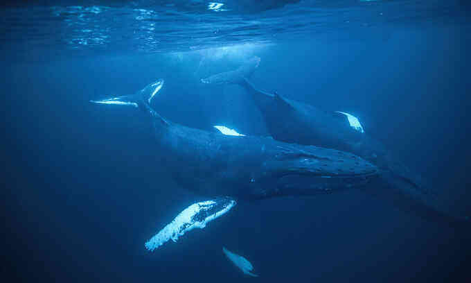 Thợ lặn bị thương nặng do kẹt giữa đôi cá voi lưng gù