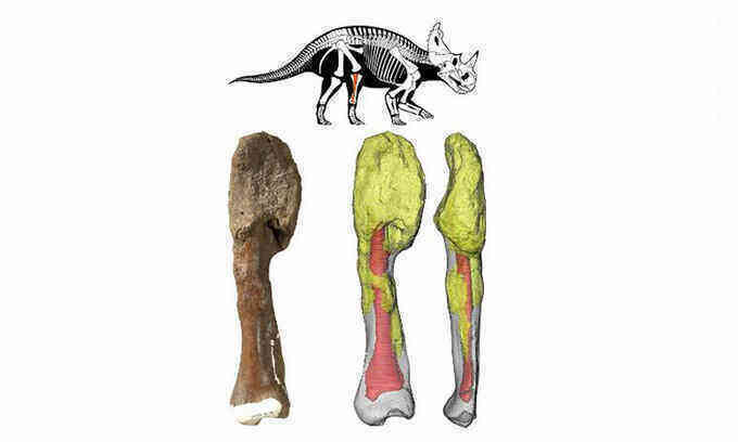 Phát hiện hóa thạch khủng long bị ung thư xương