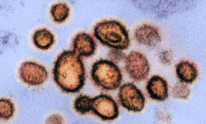 Tế bào miễn dịch chống cảm lạnh có thể đối phó nCoV