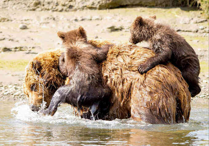 Đôi gấu con bám chặt lưng mẹ để qua sông
