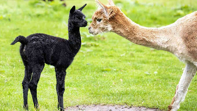 Lạc đà Alpaca đen trị giá nghìn đô chào đời ở Scotland