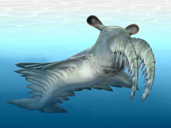 Quái vật biển kỳ dị có 28.000 thấu kính trong mắt