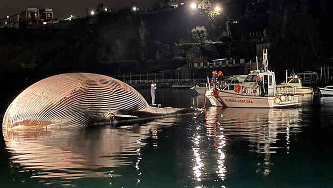 Xác cá voi khổng lồ dạt vào cảng biển