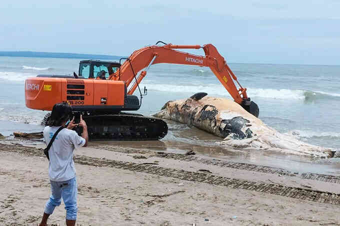 Xác cá voi dài 14 m dạt vào bãi biển Bali