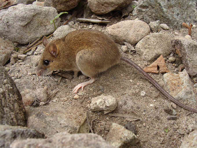 Tái phát hiện loài chuột núi lửa tưởng đã tuyệt chủng