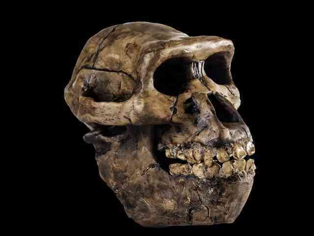Có bao nhiêu loài người tiền sử từng sống trên Trái Đất?