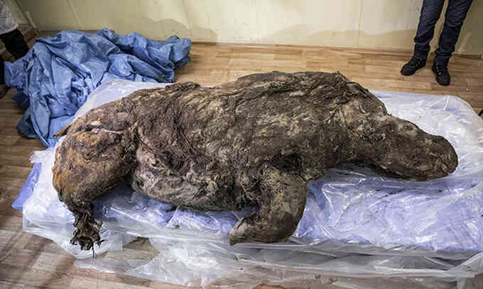 Rã đông xác tê giác lông mượt chết hơn 20.000 năm trước