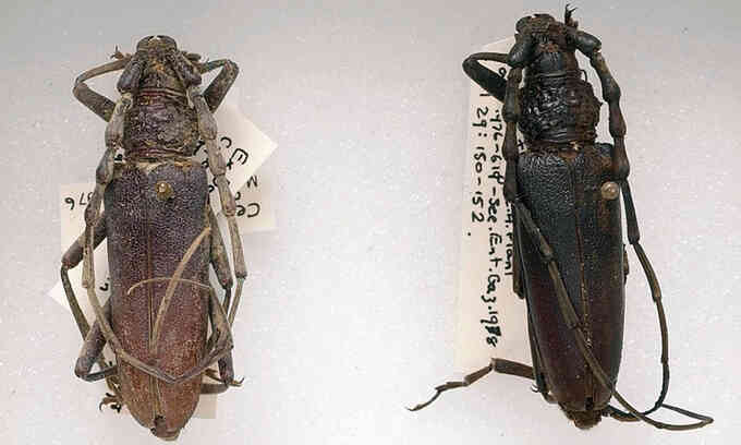 Xác đôi bọ cánh cứng nguyên vẹn gần 4.000 năm trong khúc gỗ