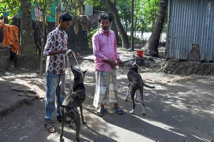 Nỗ lực cứu giống chó biểu tượng của Bangladesh