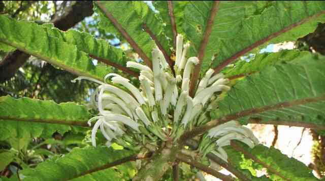 Phát hiện loài hoa siêu hiếm còn tồn tại ở Hawaii