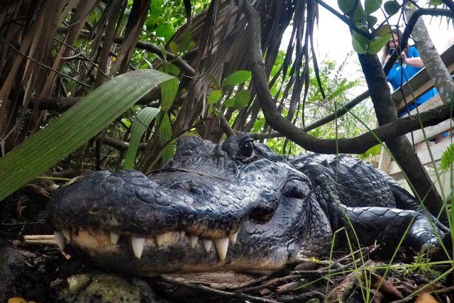 Cá sấu là loài động vật lớn nhất có thể tự mọc lại các chi trên Trái đất