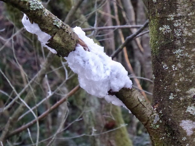 Băng tóc ma quái xuất hiện trong rừng ở Ireland