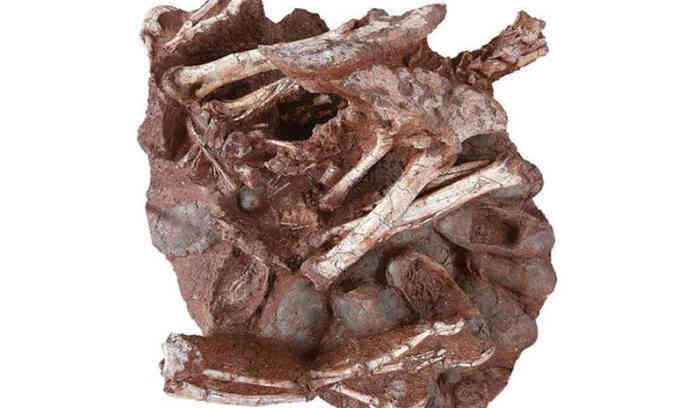 Hóa thạch khủng long chết khi đang ấp trứng