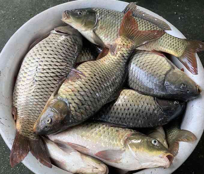 Trộn chế phẩm đất hiếm vào thức ăn nuôi cá ở Hà Nam
