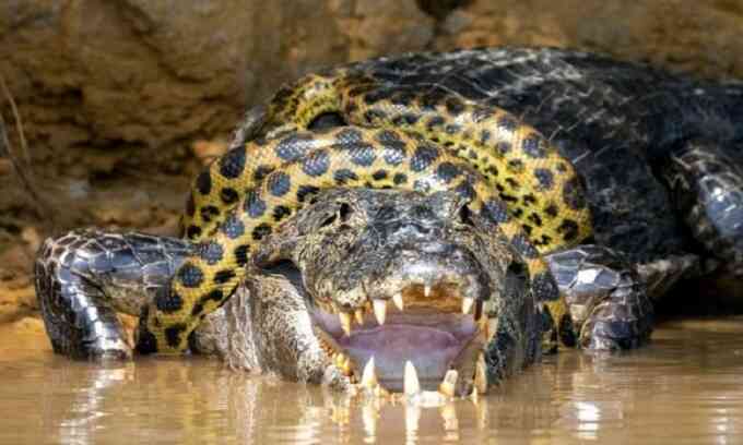 Trăn anaconda siết cổ cá sấu caiman