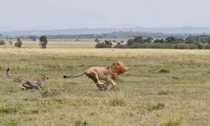 Báo săn ngăn sư tử đực giết con
