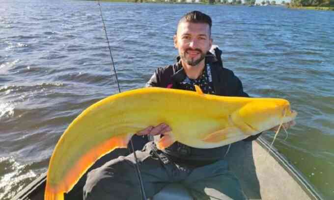 Cá nheo màu vàng chanh cực hiếm gặp