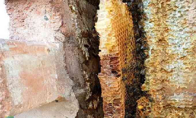 Đàn ong 30.000 con làm tổ trong tường nhà