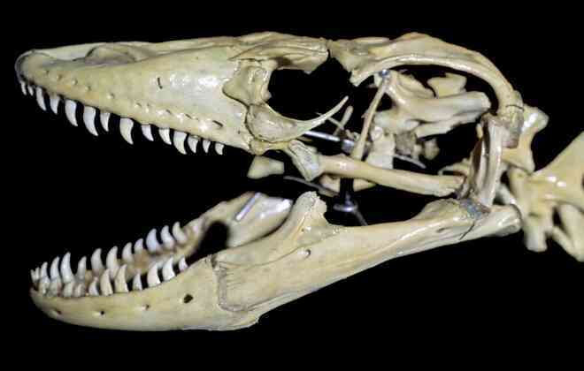 Kinh hãi với màn nuốt trọn lợn rừng của rồng Komodo - 1