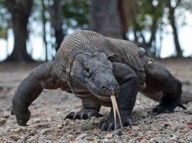 "Lạnh gáy" cảnh rồng Komodo háu đói nuốt sống cả con khỉ