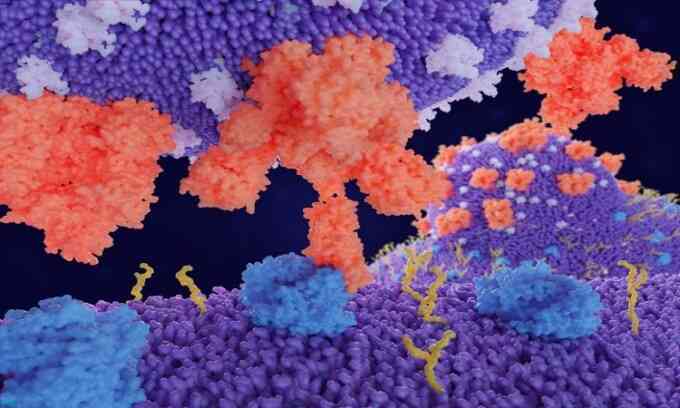 Chuột có thể trở thành vật chủ truyền virus corona tiếp theo