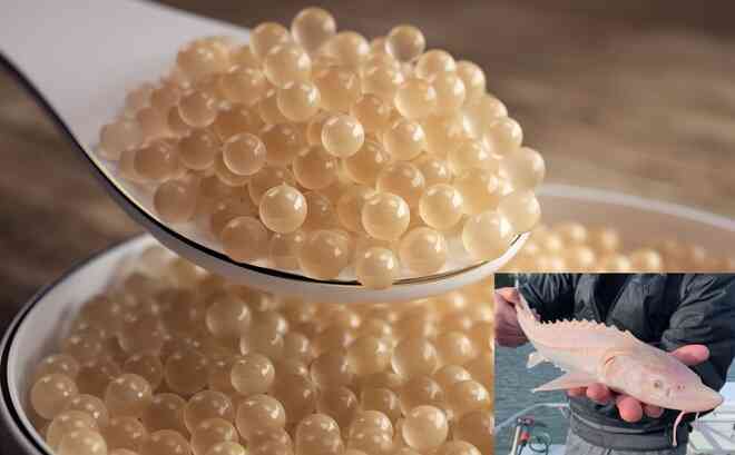 Trứng cá tầm bạch tạng có gì đặc biệt mà lên đến 2,2 tỷ đồng/kg? - 3