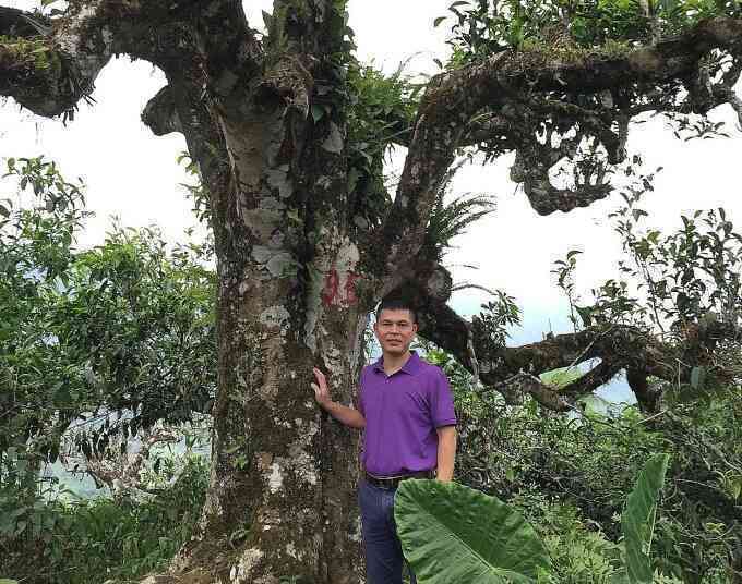 Dùng công nghệ nhận diện tìm chất quý trong chè Shan
