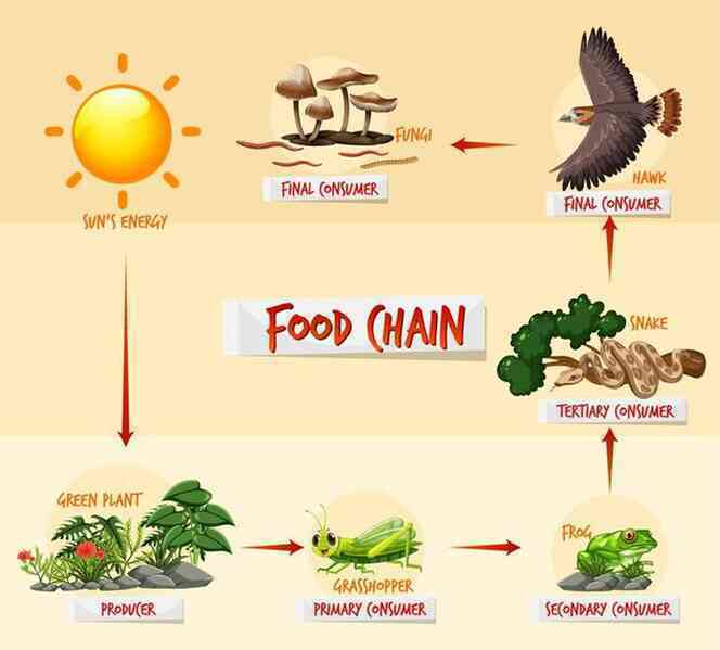 Nếu nghĩ rằng con người đang đứng đầu chuỗi thức ăn, bạn có thể đã nhầm - 2