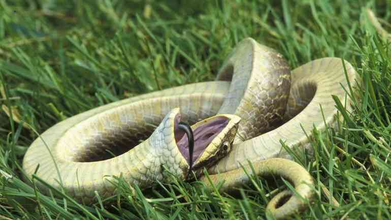 Rắn mũi hếch hognose nằm ngửa ra giả chết khi gặp nguy hiểm (Ảnh: Tco).