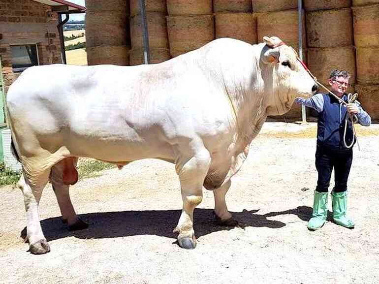 "Quái vật" gia súc lâu đời nhất trên Trái Đất, cao 2 mét, nặng 1700kg
